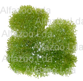 Musgo de Riccia Natural